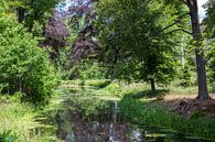 rivière dans la nature avec divers arbres comme un bouleau par ChrisWillemsen Aperçu