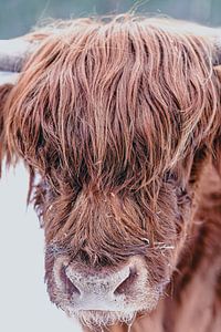 Schottisches Highlander-Rinderporträt im Schnee