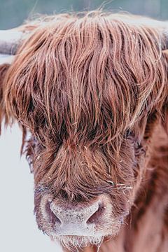 Scottish Highlander cattle portrait in the snow by Sjoerd van der Wal Photography