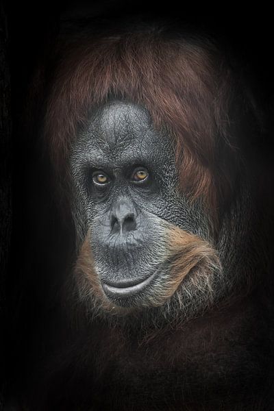 Appreciatingly sympathetic smile half-turned. Calm and smart orangutan face close-up portrait by Michael Semenov