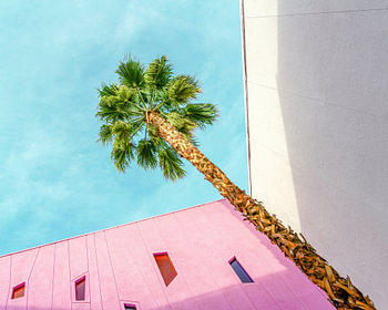 Palmboom opzoeken