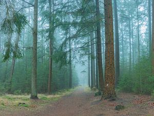 De mist in de herfst in de Zandlaan in Beetsterzwaag Opsterland Friesland van Ad Huijben