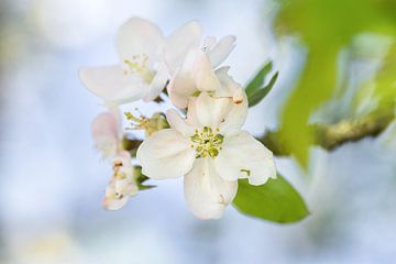 Une photo macro de fleurs blanches. sur Thea Teijgeler