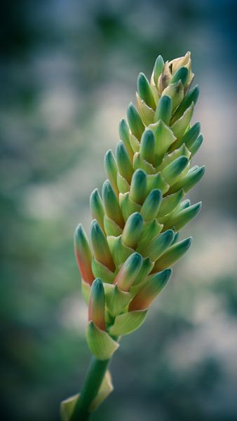 The Green Symphony Unfolding van laura van de Mast