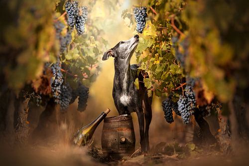Vineyard by Nuelle Flipse