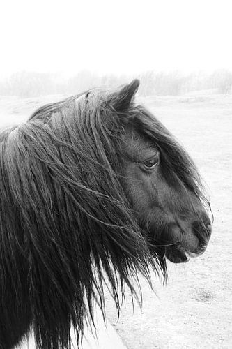 Pony bij Westerschouwen