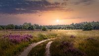 Heidelandschaft mit Sonnenuntergang von Peschen Photography Miniaturansicht