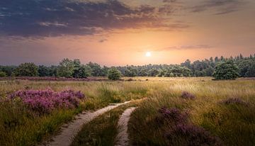 Heath landscape with sunset