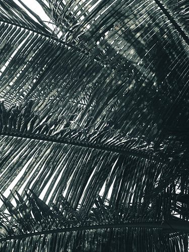 Palmboom Sri Lanka met schaduw | fine art fotoprint