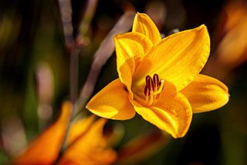 Yellow Lily by Rob Boon