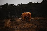 Schottischer Highlander in der Westerheide