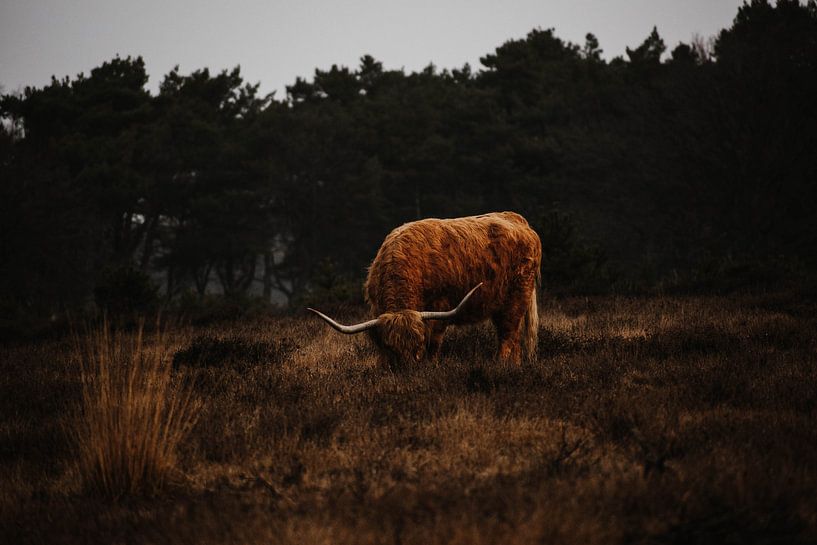 Schottischer Highlander in der Westerheide von Sven Goedhart