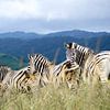 Zebra's in de heuvels van Hluluwe-Imfolozi, Zuid-Afrika van The Book of Wandering
