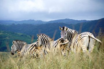 Zebra's in de heuvels van Hluluwe-Imfolozi, Zuid-Afrika