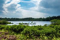 Niedermoor in NP Maasduinen