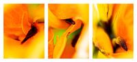 Tulipheart