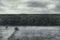 Au-dessus des arbres