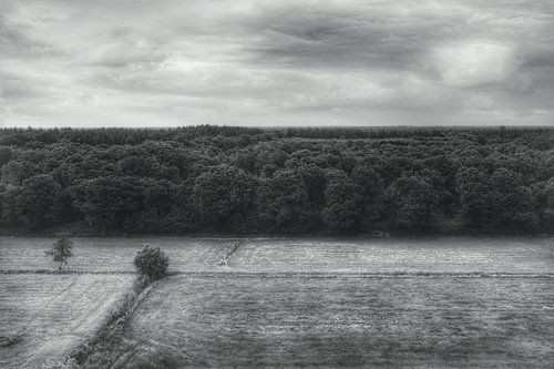 High above the trees