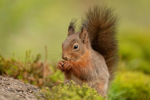 Eekhoorn inspecteert zijn eten