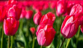 tulip field, Holland by Jan Fritz
