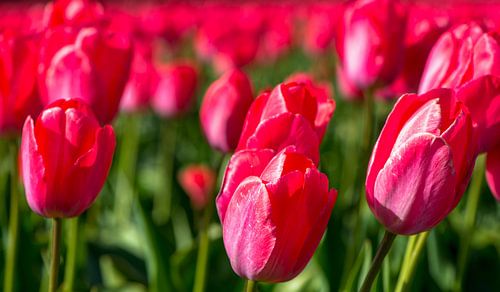 tulip field, Holland