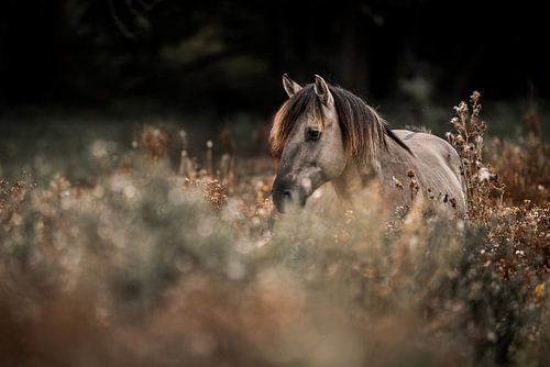 Paard in Zacht Licht Herfstsfeer in het Veld