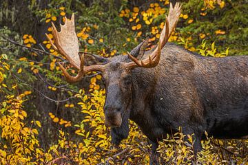 Moose during autumn in Jasper National Park by Discover Dutch Nature