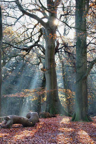 Sunbeams in forest by Eye of the Wolf Fotografie