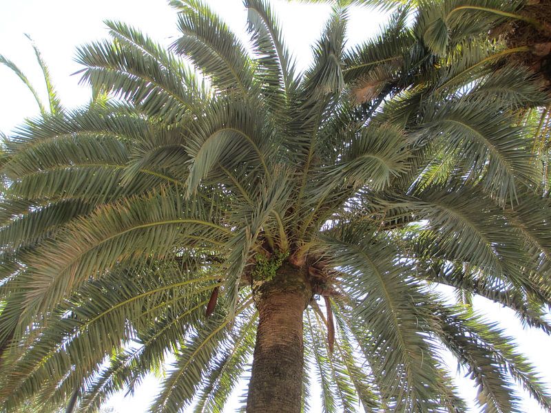 Palmboom by Iris Blonk