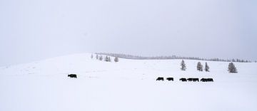 Tsenkher, Mongolei - IV von Jarne Buttiens
