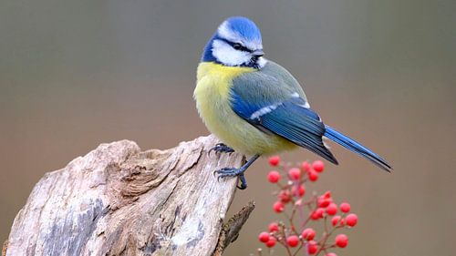 Blue tit by Sabrina de Vries