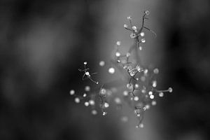Macro photo d'une plante avec un beau bokuh