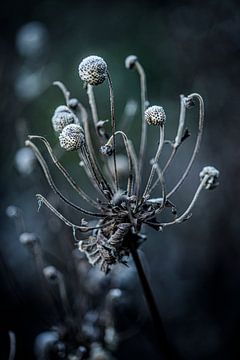 Autumn, seed pod of autumn anemone by Marja Lok