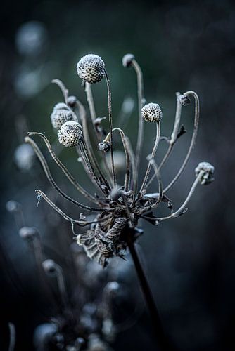 Autumn, seed pod of autumn anemone