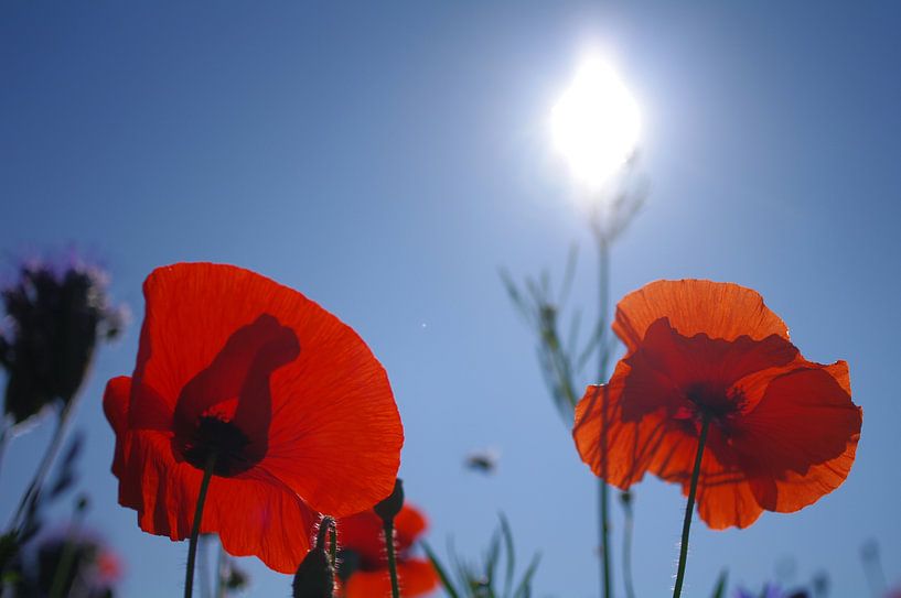 Voor even by Sybren Visser