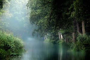 Sommernebel