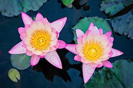 Waterlily duo by Anouschka Hendriks