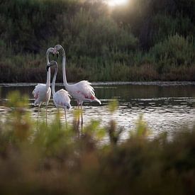Flamingos an der Côte d'Azur von Hester Goeman