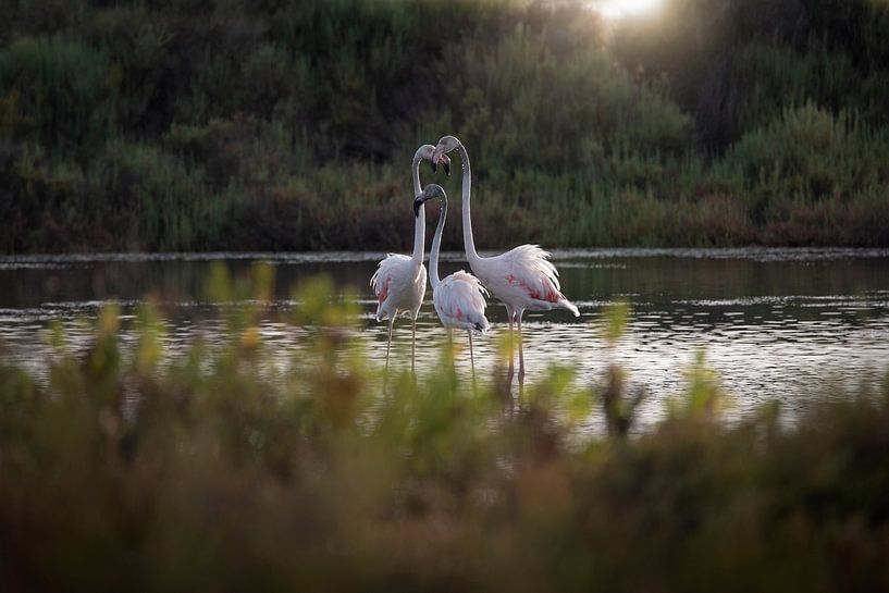 Flamants roses sur la côte d'azur par Hester Goeman
