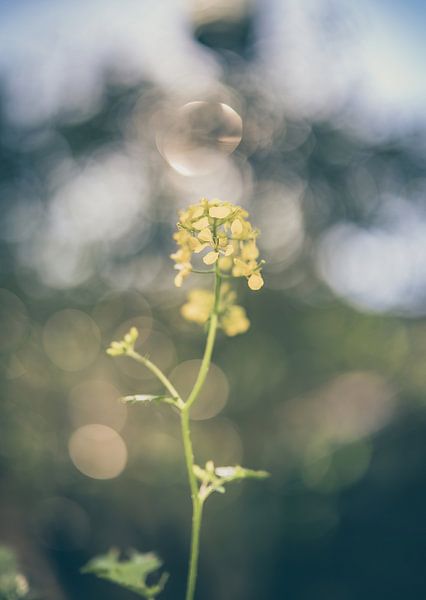 bloemen part 141 van Tania Perneel