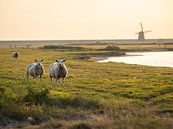Schafe und Mühle bei Sonnenaufgang auf Texel von Teun Janssen Miniaturansicht