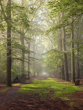 The Boslaan in Slochteren in the province of Groningen by Marga Vroom
