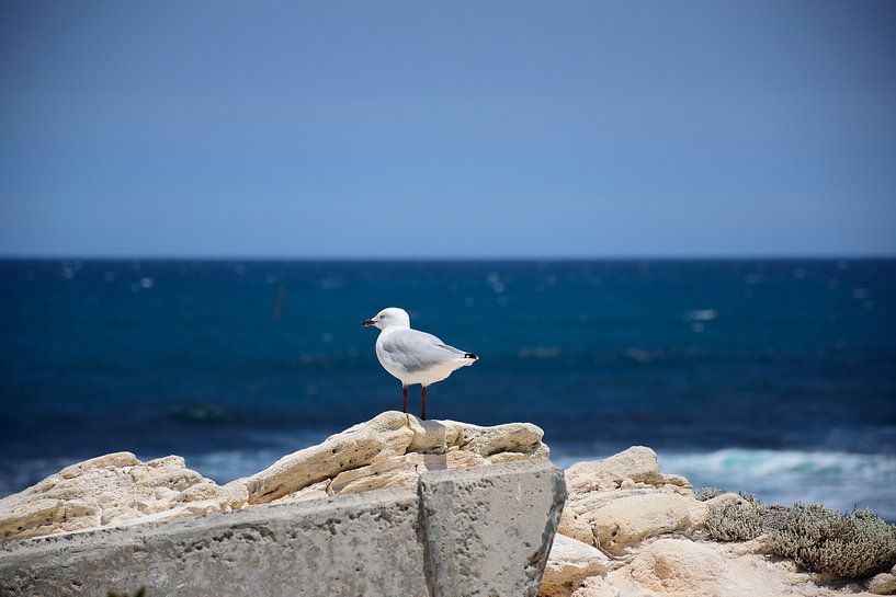 Free as a bird by Frank's Awesome Travels