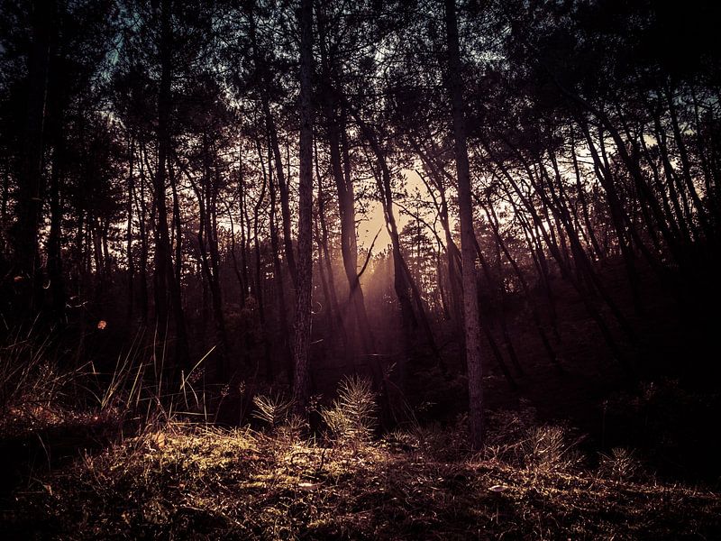 Dunkler Wald von Martijn Tilroe