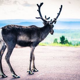 Oh deer.... (2) by Ingeborg Ruyken