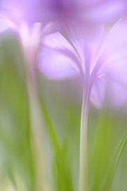 looking up by Gonnie van de Schans