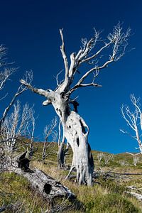 l'arbre effrayé