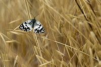 Marbled White