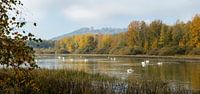 Swan lake by Frank Peters thumbnail