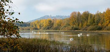 Swan lake by Frank Peters